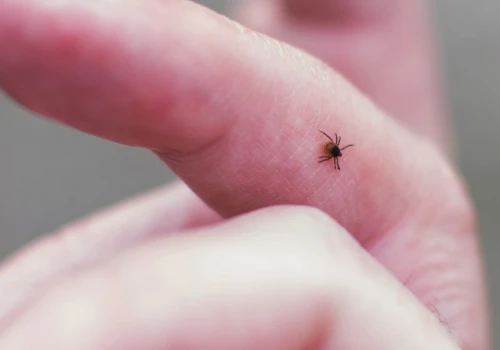 Borelioza. Kiedy trzeba iść do laboratorium, by się zbadać, a kiedy po antybiotyk