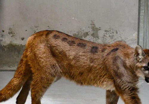 Schwytana puma nie zostanie w zoo. Rzecznik ujawnił nowe fakty