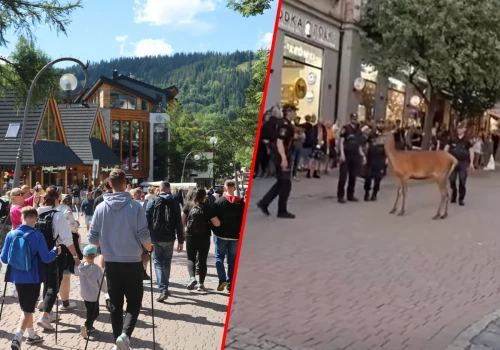 Jeleń w centrum Zakopanego. Ludzie zaczęli go traktować jak maskotkę