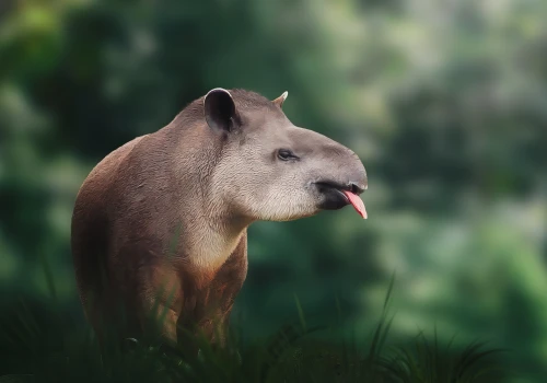 Pierwsze cielę tapira nizinnego od 14 lat powitane w brytyjskim zoo