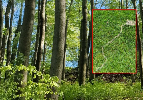 Niebezpieczne gąsienice w polskich lasach. Leśnicy: zachowajcie bezpieczny odstęp
