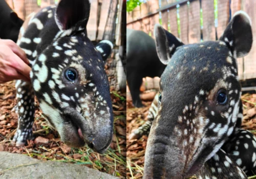 Sensacja w Płocku. W zoo przyszedł na świat pierwszy w Polsce tapir malezyjski