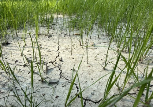 Dowody na zmianę klimatu. Demagog: nie tylko kilka dni, lecz długotrwały trend