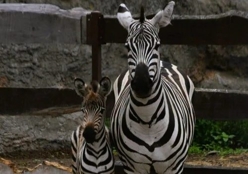 Kolejne narodziny w zamojskim zoo. Na świat przyszły zebra i leniwiec