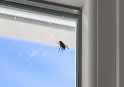 Każdy, kogo irytują muchy brzęczące w domu, znajdzie ulgę. Oto skuteczny sposób