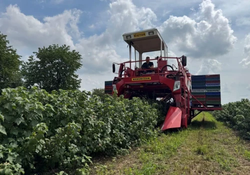 Porzeczka po przymrozkach i rekordowych upałach. Tak plantator uratował plon
