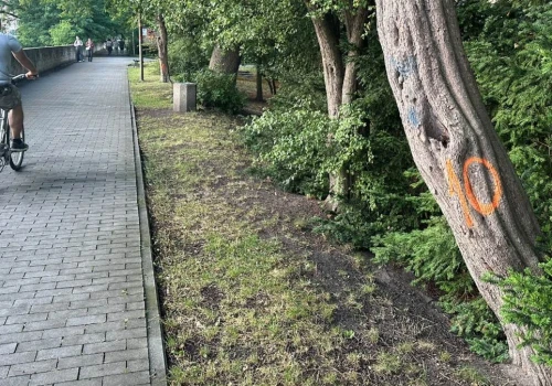 Część drzew nad Odrą w Opolu do wycinki. „Stwarzają zagrożenie”