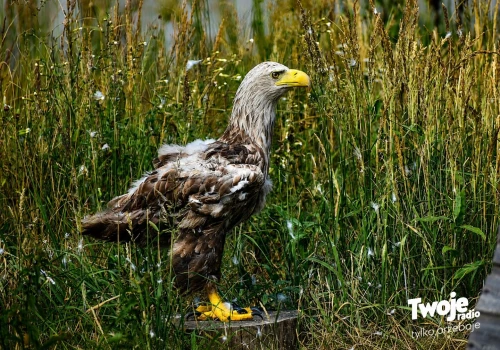 Setki jerzyków, bieliki i porzucone małpki. Tak wygląda codzienność w szczecińskim Zwierzogrodzie (ZDJĘCIA)