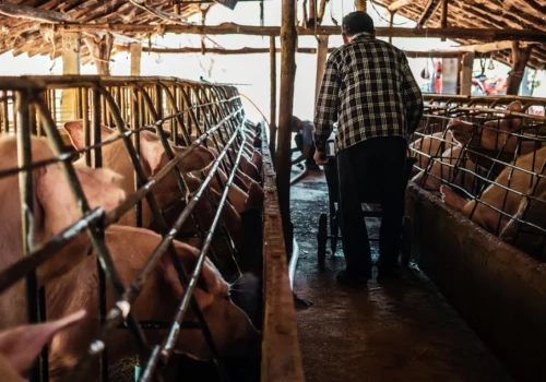Ceny żywca. 