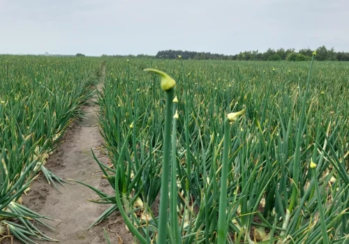Posadź cebulę jesienią. Zbiór będzie nawet dwa tygodnie wcześniej