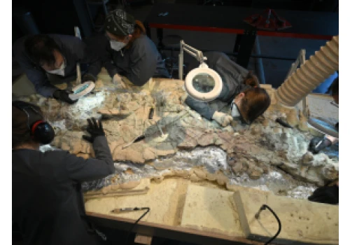 Dotknąć prehistorii. Już 2 tysiące wolontariuszy oczyszcza w CNK szkielet mastodonzaura