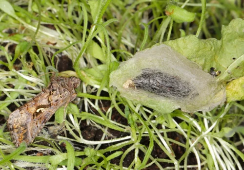 Ten motyl może zniszczyć niejedną plantację. Pojawił się w Polsce