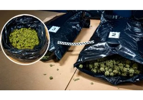 Marihuana w paczce kuriera. Wielki przemyt wykryty pod Piłą