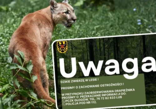 Alarm na Dolnym Śląsku. W lesie grasuje puma?