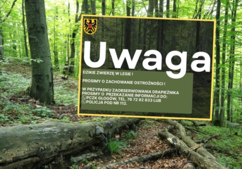 Puma grasuje na Dolnym Śląsku? „Nie wchodzić do lasów”