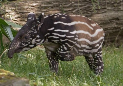 ZOO chwali się narodzinami wyjątkowego zwierzęcia. 