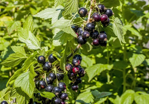 Tegoroczne zbiory czarnej porzeczki zagrożone. Plantatorów czeka trudny czas