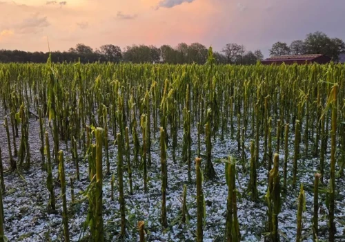 W kilka minut stracili plony. Grad zniszczył tysiące hektarów upraw