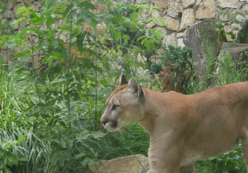 Kolejna puma w polskim lesie? 
