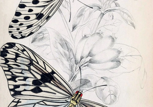 Projektant użył AI do odtworzenia 1300 wiktoriańskich ilustracji przyrodniczych