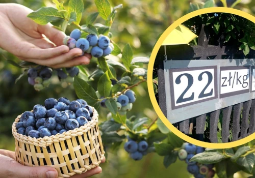 Rolnicy zapraszają na samozbiory borówek. Taką tabliczkę wywiesili na płocie. Jest dolny limit