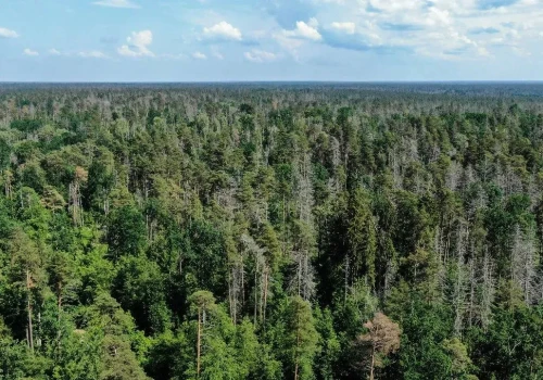 Niebezpieczny projekt rządu ws. lasów spadł z obrad Sejmu. 