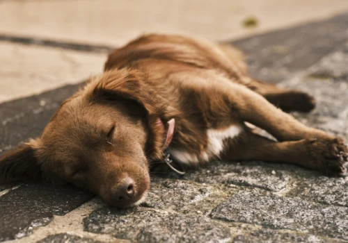 MONDO CANE czyli obsrana Warszawa