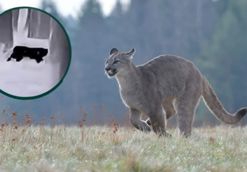 Pojawiło się nagranie pumy spod Głogowa. Widać, że to spory drapieżnik