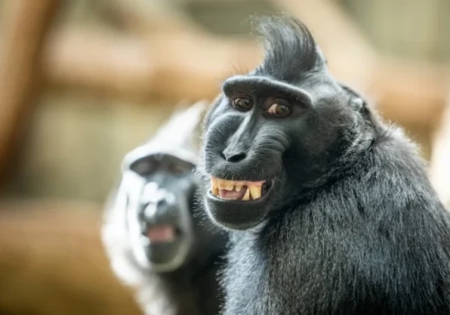 Odkręcają świetlówki i żądają kiwi. Małpy we wrocławskim zoo każdego dnia zaskakują opiekunów