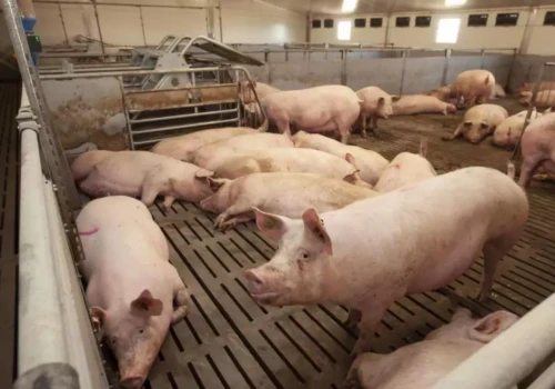 Ceny świń wzrosły nawet o 40 gr. Ile dziś płacą za tuczniki?