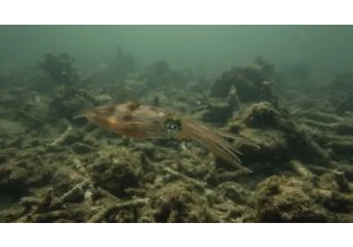 Zakwaszenie oceanów kurczy mózgi kałamarnic. Co to oznacza dla ekosystemów?