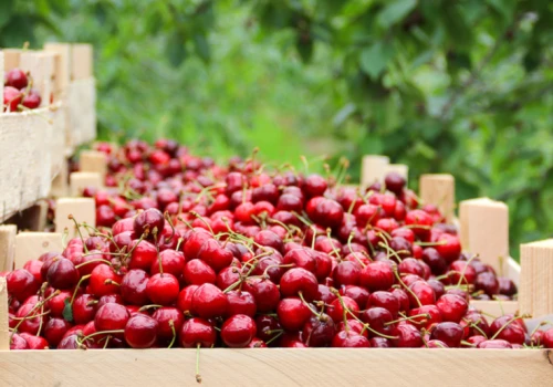 Czereśni będzie mniej niż zakładano. Pogoda i import dają się we znaki sadownikom