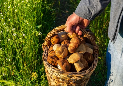 Polacy ruszają do lasów. Mało kto wie, jak grzybobranie wpływa na zdrowie