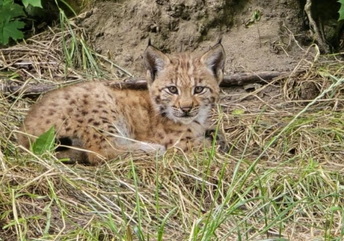 Dwa małe rysie urodziły się w Śląskim ZOO. Czy w przyszłości trafią na wolność?