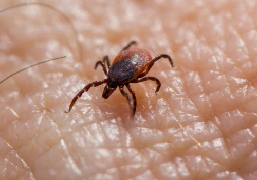 Kleszcze nie znoszą tego zapachu. Naturalny sposób na letnią ochronę