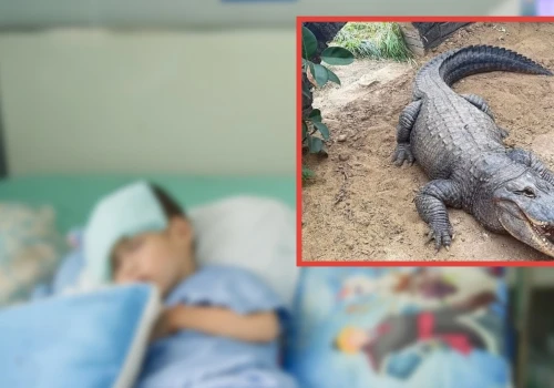Dramat w zoo w Wielkiej Brytanii. Trzylatek walczy o zdrowie po ataku krokodyli