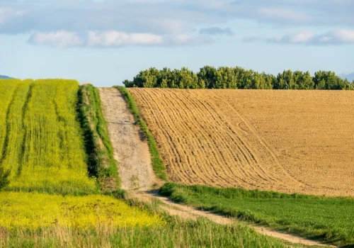 Ta odmiana rośliny strączkowej wypełnia lukę w zmianowaniu ma wytrzymać susze
