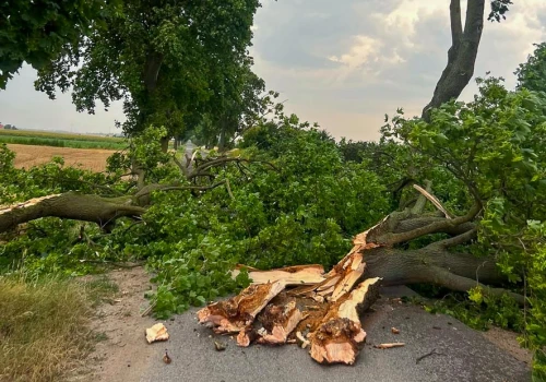 Drzewo zablokowało drogę w Ciążeniu