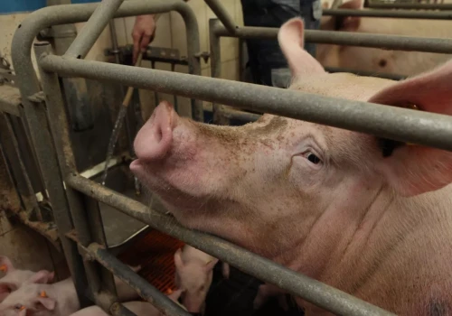 Zdrowe prosię zaczyna się od lochy. Ten błąd kosztuje rolników najwięcej