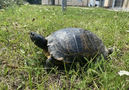 Żółw uciekinier, amatorzy imprez pod chmurką. Interwencje straży miejskiej