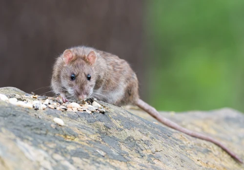 Plaga szczurów w centrum Warszawy. Mieszkańcy alarmują, służby przyznają: problem może być trudny do rozwiązania