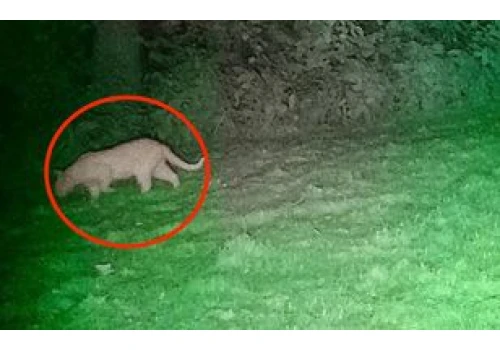 Popłoch na Dolnym Śląsku. Puma nie jest pumą? Nowe szczegóły
