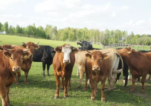 Koniec pastuchów. Krowy słuchają niewidzialnego ogrodzenia
