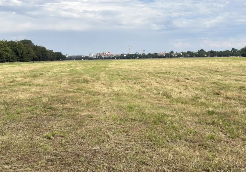 Błonia już bez wysokiej trawy. Czy Kraków powinien zostawiać część łąki nieskoszoną?