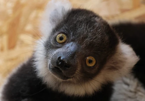 Czarno-białe maluchy w gdańskim zoo