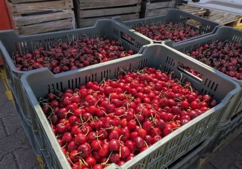 W marketach tureckie i serbskie czereśnie. Sadownik: nie mamy gdzie sprzedać towaru
