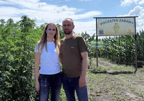 Ma 220 ha, ale na zbożu nie zarabia. Postawił na labirynt w kukurydzy