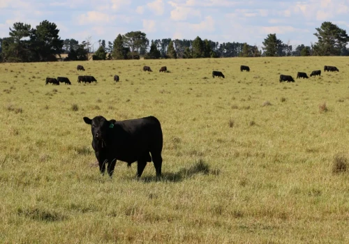Jedna z największych farm na świecie została sprzedana. W grze było aż 730 tys. hektarów