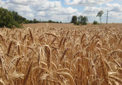 Ma 1,1 mln ha w Polsce i nie powstało naturalnie. Zboże, które zmieniło rolnictwo