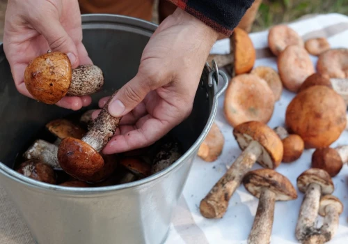 Zanurz w tym grzyby. Tak szybko pozbędziesz się robaków